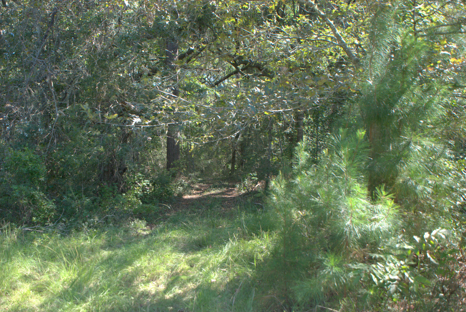 1921 Liberia Road Wadmalaw Island, SC 29487 - Photo 10 of 34 DSC_4329