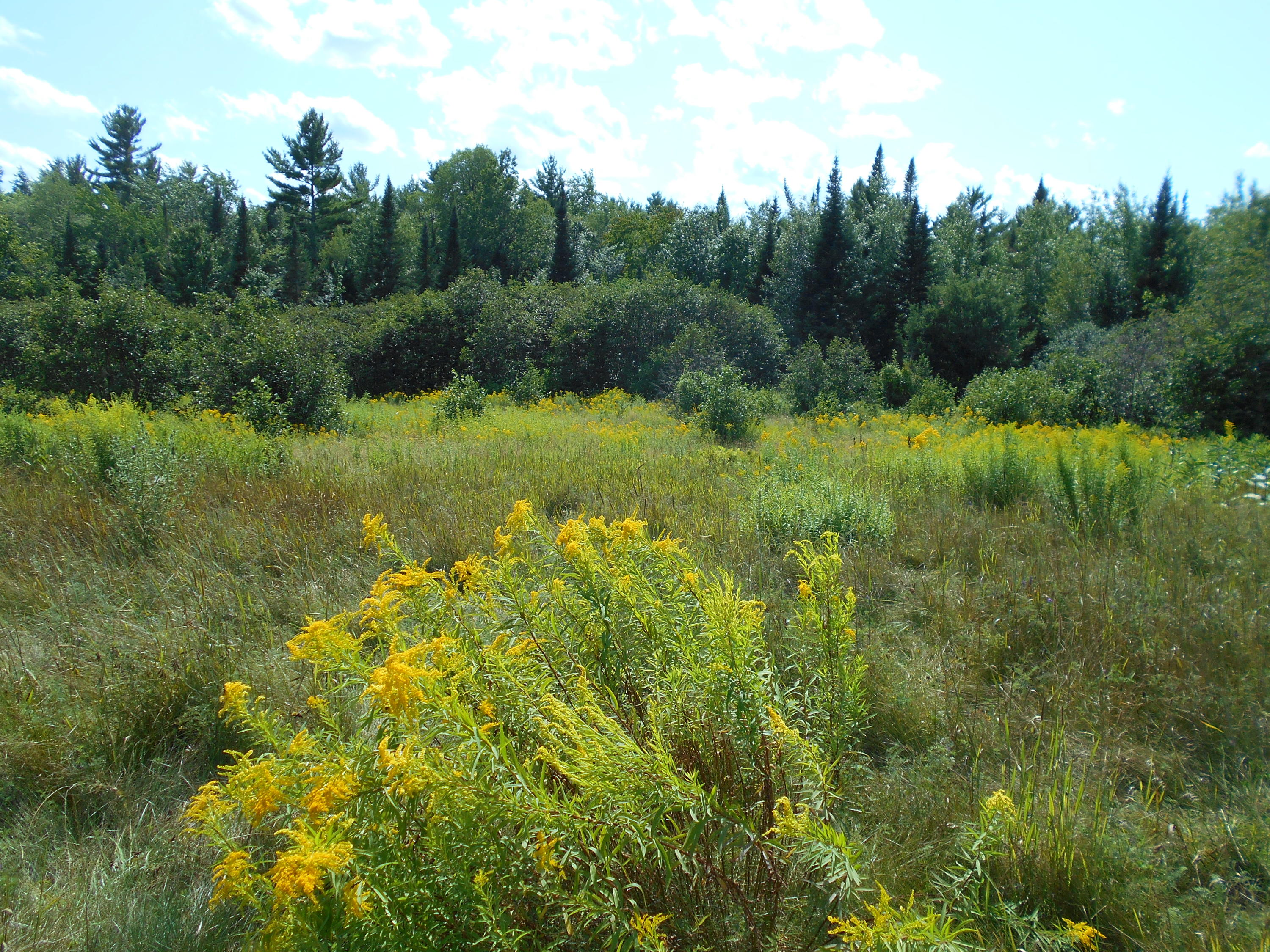 135 Pond Road Mercer, ME 04957 - Photo 2 of 4 eeds to be Bush-Hogged