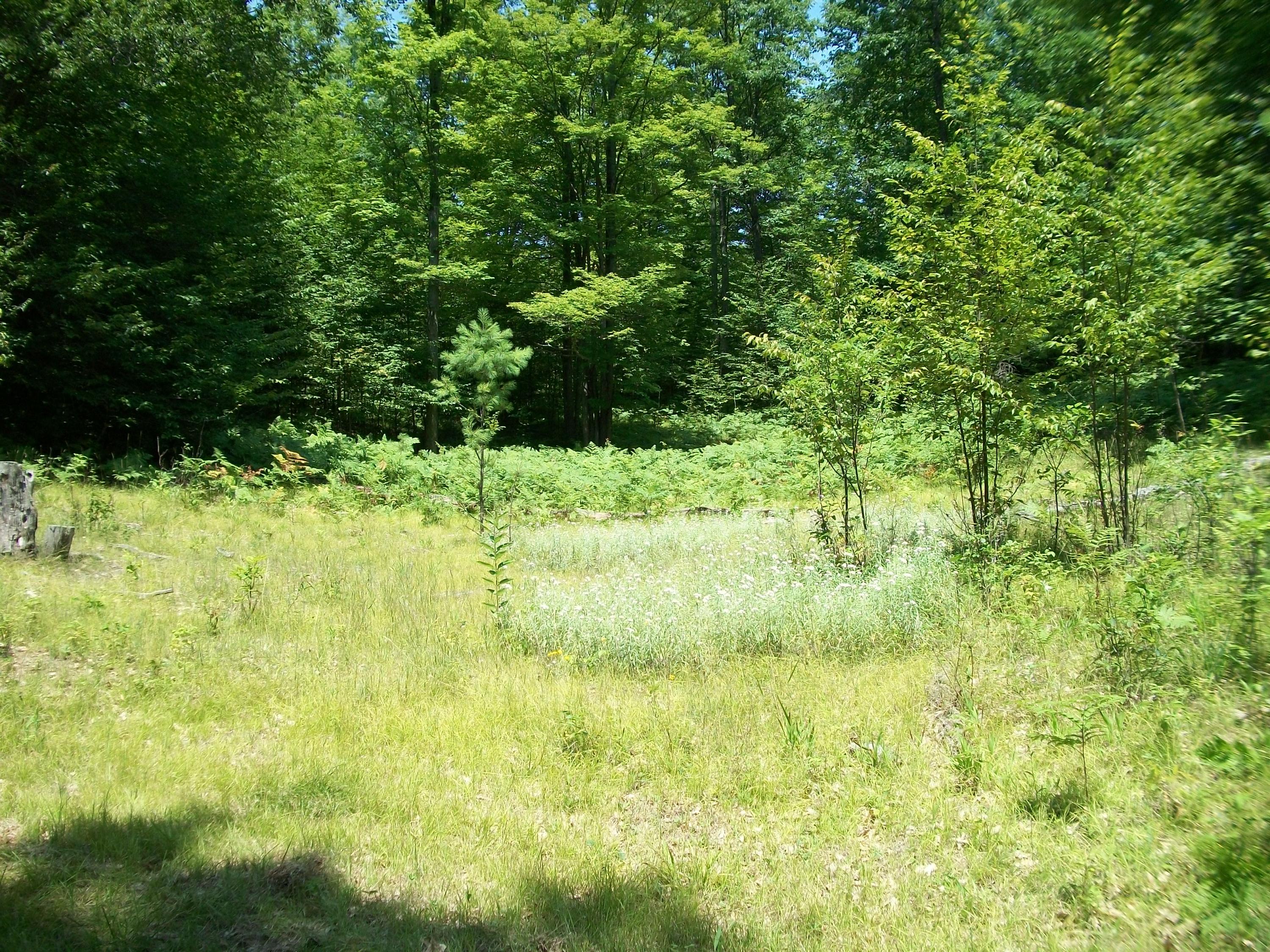 Tower Road Mio, MI 48647 - Photo 1 of 5 Gallery Image 1