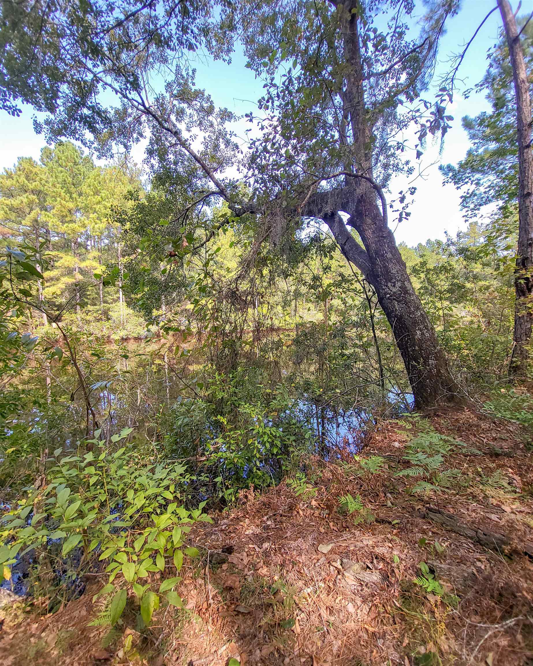 Empire Church Road Lakeland, GA 31635 - Photo 23 of 36 Gallery Image 23