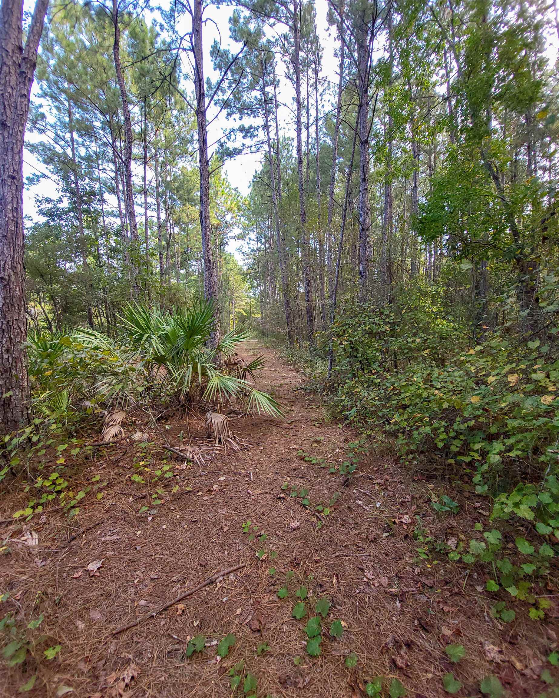 Empire Church Road Lakeland, GA 31635 - Photo 28 of 36 Gallery Image 28