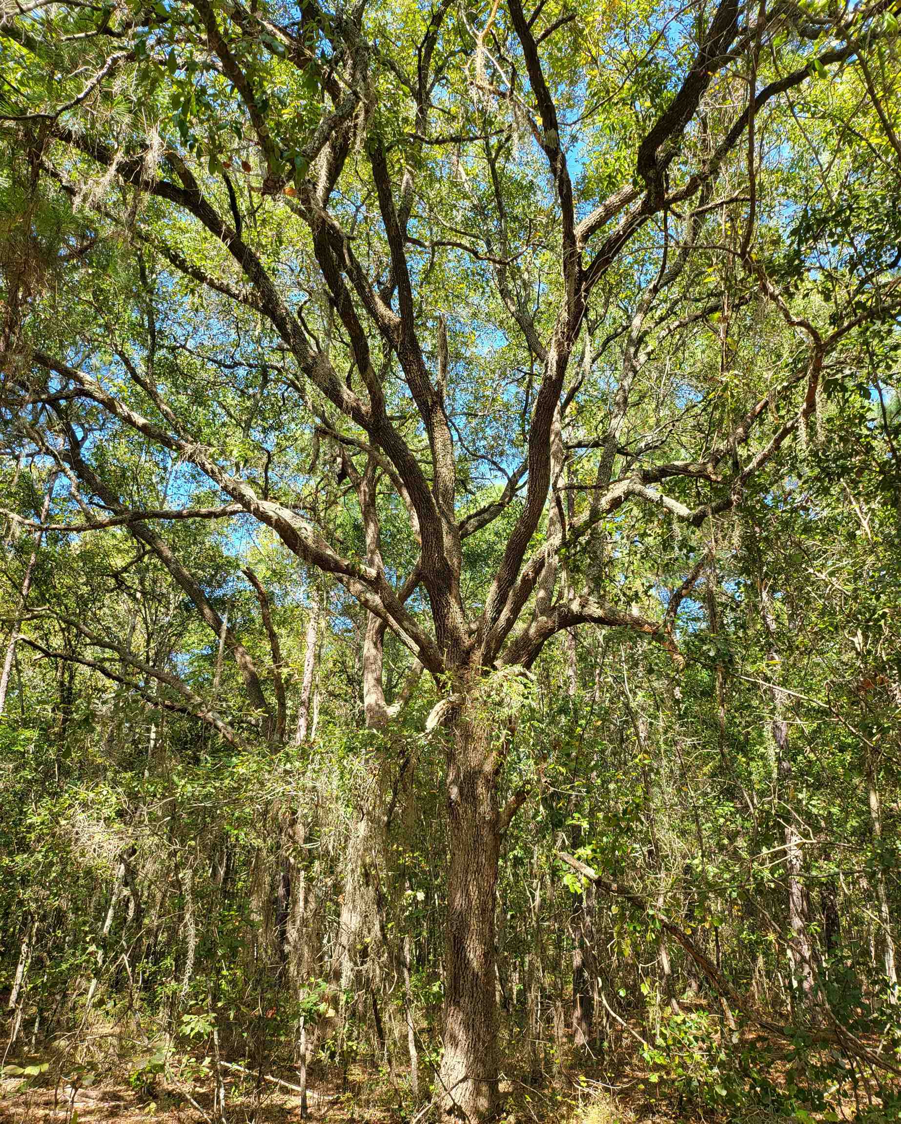 Empire Church Road Lakeland, GA 31635 - Photo 35 of 36 Gallery Image 35
