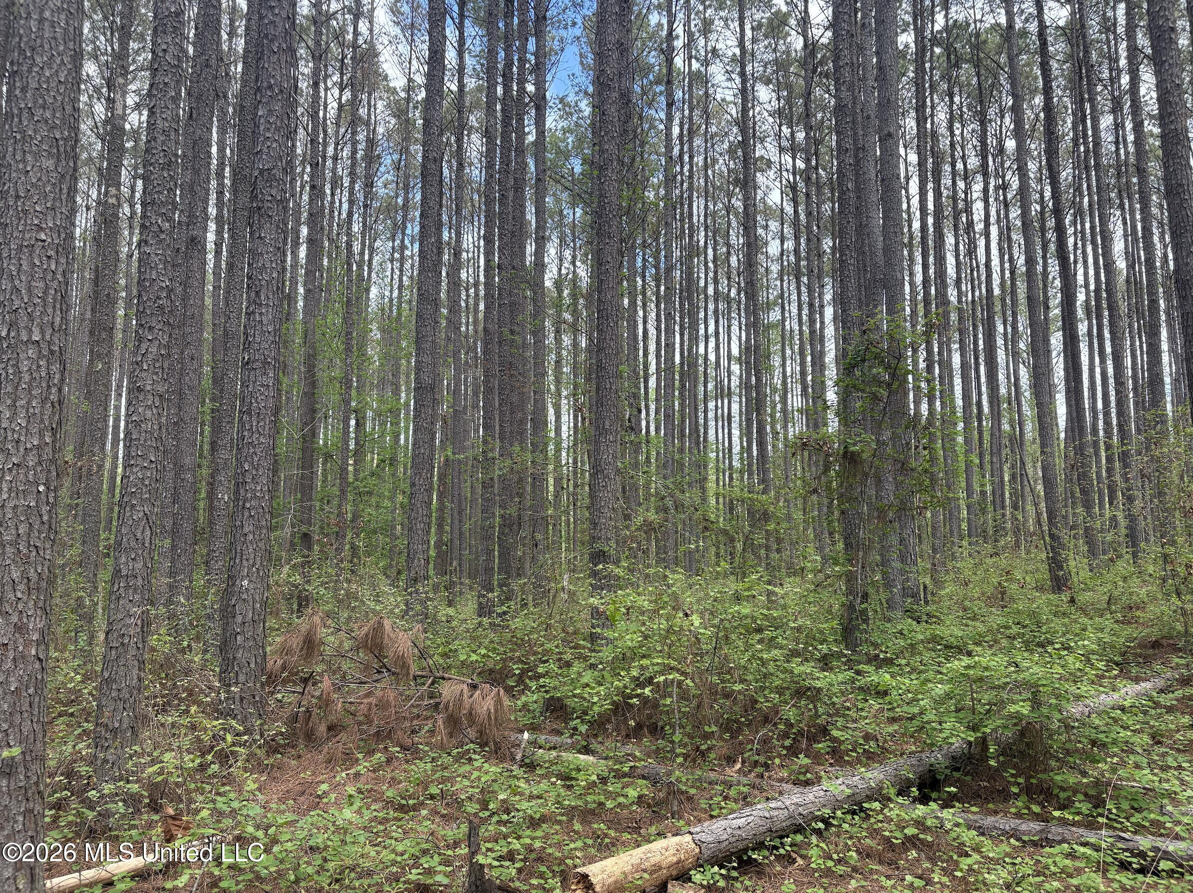 Hester Road Mathiston, MS 39752 - Photo 7 of 10 Screen Shot 2026-04-01 at 6.12.47 PM