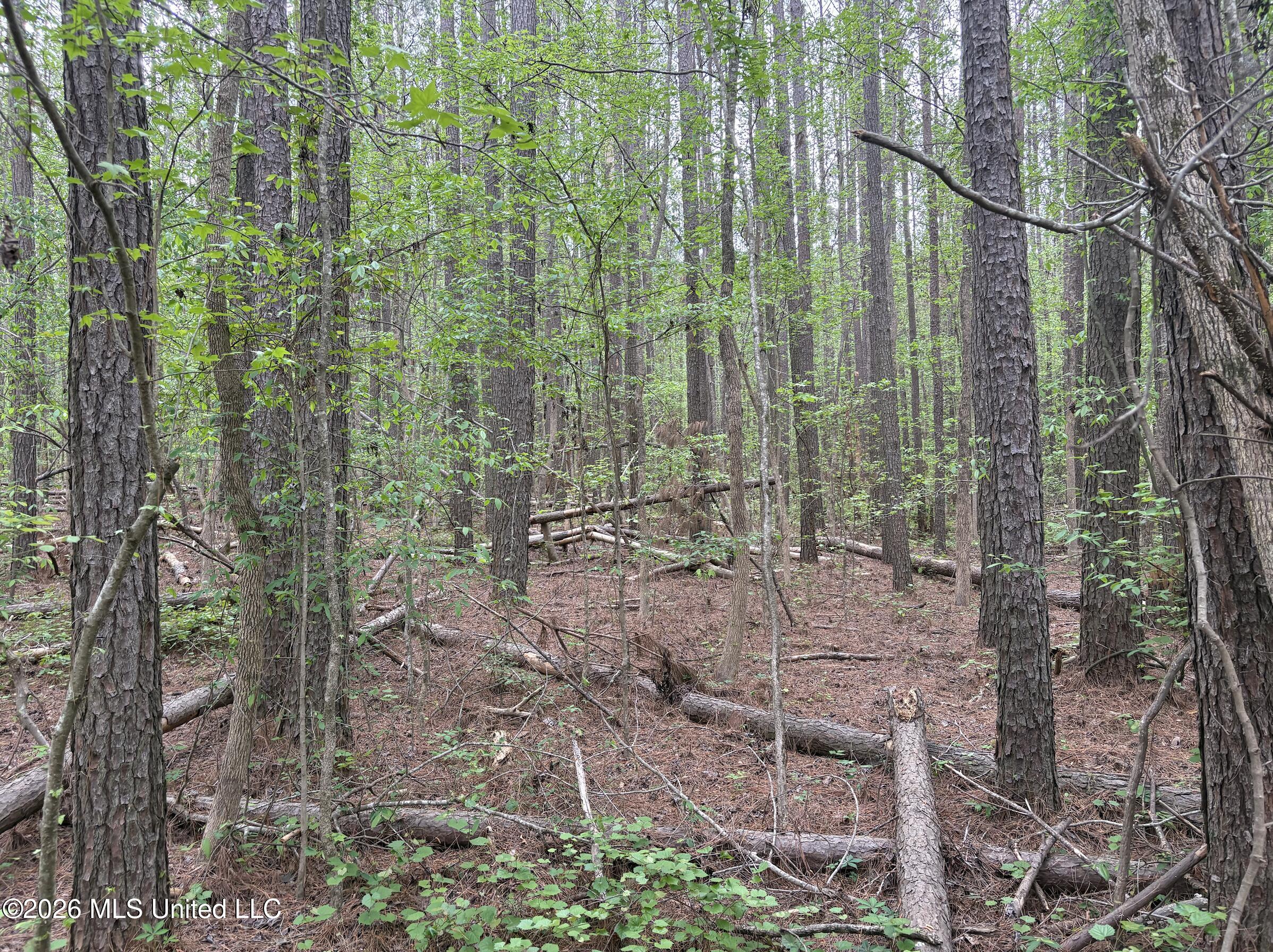 Hester Road Mathiston, MS 39752 - Photo 9 of 10 Screen Shot 2026-04-01 at 6.12.13 PM