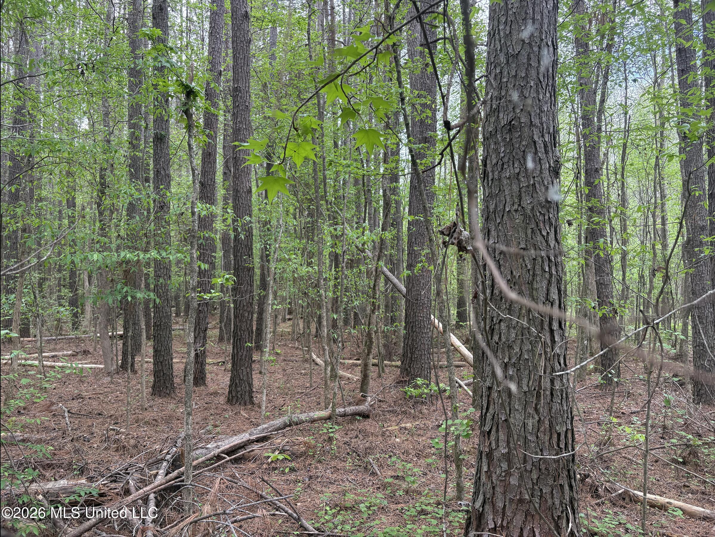 Hester Road Mathiston, MS 39752 - Photo 10 of 10 Screen Shot 2026-04-01 at 6.12.23 PM