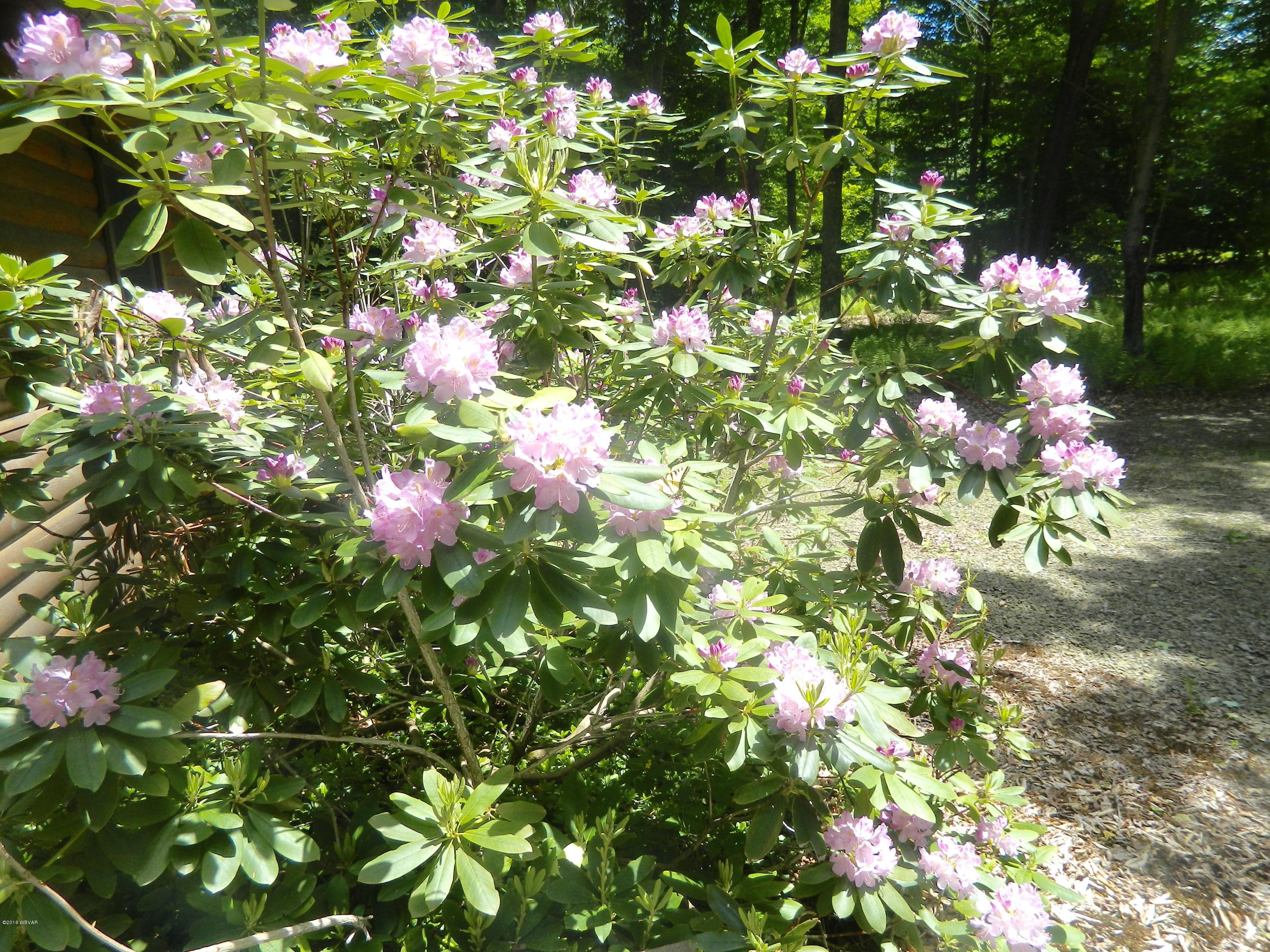 371 Coal Mine Road Dushore, PA 18614 - Photo 33 of 34 Rhododendron