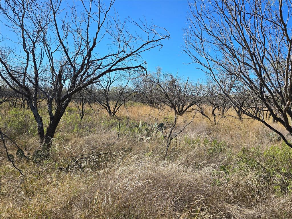 5780 County Road 266 Rochelle, TX 76872 - Photo 23 of 40 a backyard of a house with lots of green space