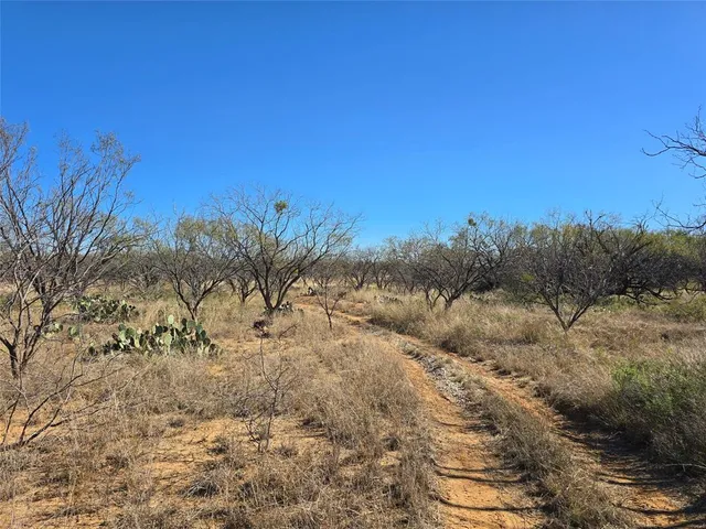 a view of a yard with a tree