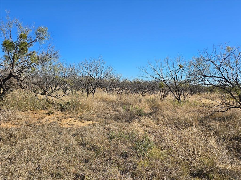 5780 County Road 266 Rochelle, TX 76872 - Photo 37 of 40 a view of a yard with a tree