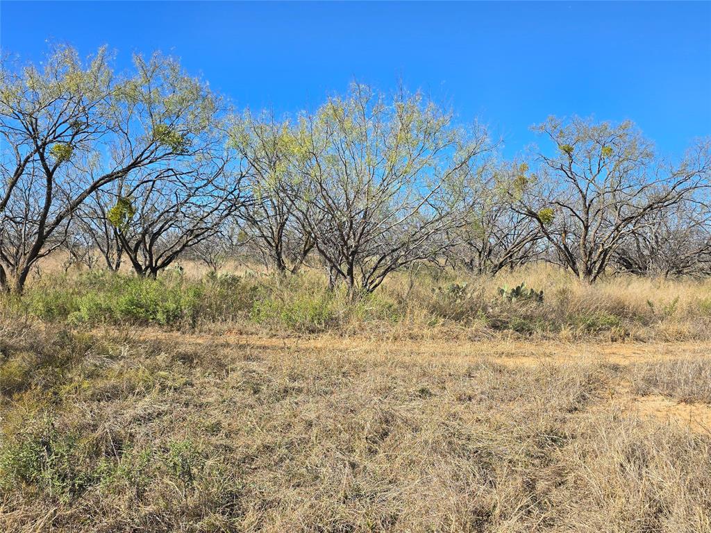 5780 County Road 266 Rochelle, TX 76872 - Photo 40 of 40 a view of a yard with a tree