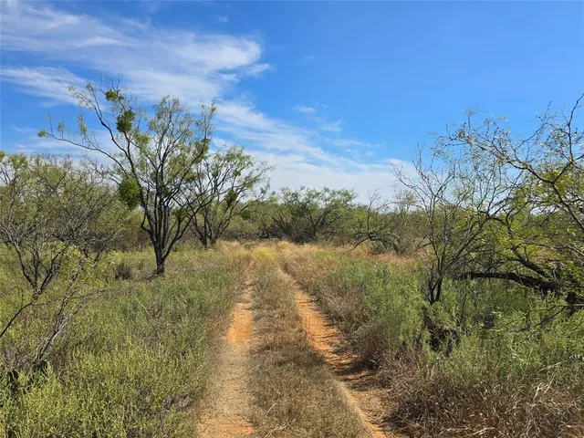 a view of a beach with a tree