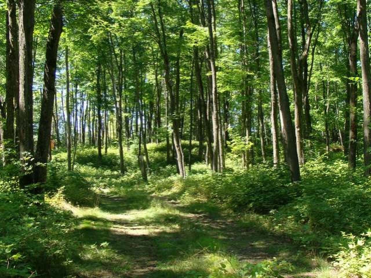 Lot 33 Gemstone Road Presque Isle, WI 54557 - Photo 4 of 9 Gallery Image 4