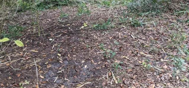 a view of a yard with a tree