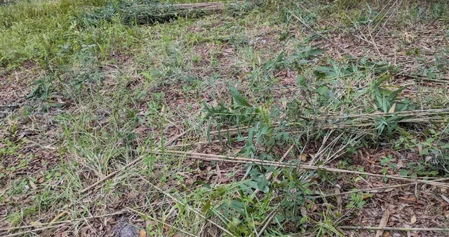 a view of a forest with a tree
