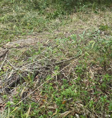 a view of a forest with a tree