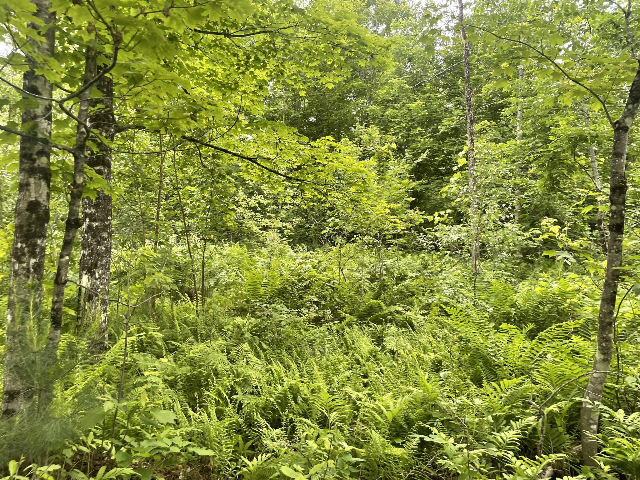 19 Swan Road New Sharon, ME 04955 - Photo 105 of 124 IMG_6308