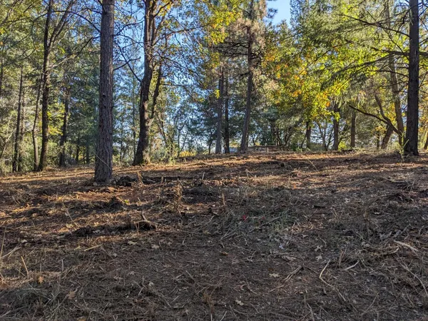 a view of a yard with plants and trees