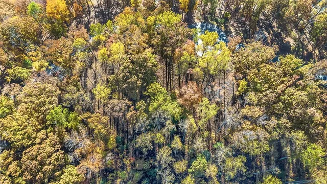 a view of a tree with a plant