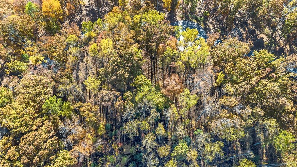 98 Winding Road Blairsville, GA 30512 - Photo 10 of 12 a view of a tree with a plant