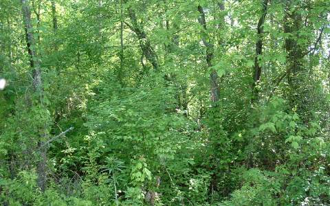 12 Dotson Road Murphy, NC 28906 - Photo 1 of 1 Main View