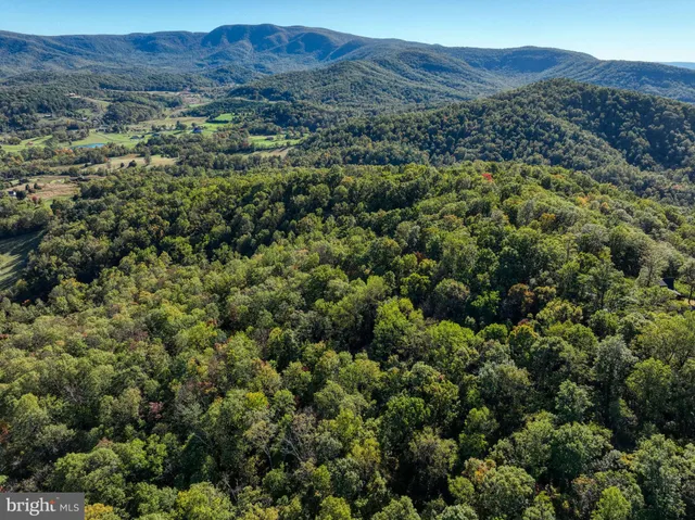 a view of a bunch of trees and bushes