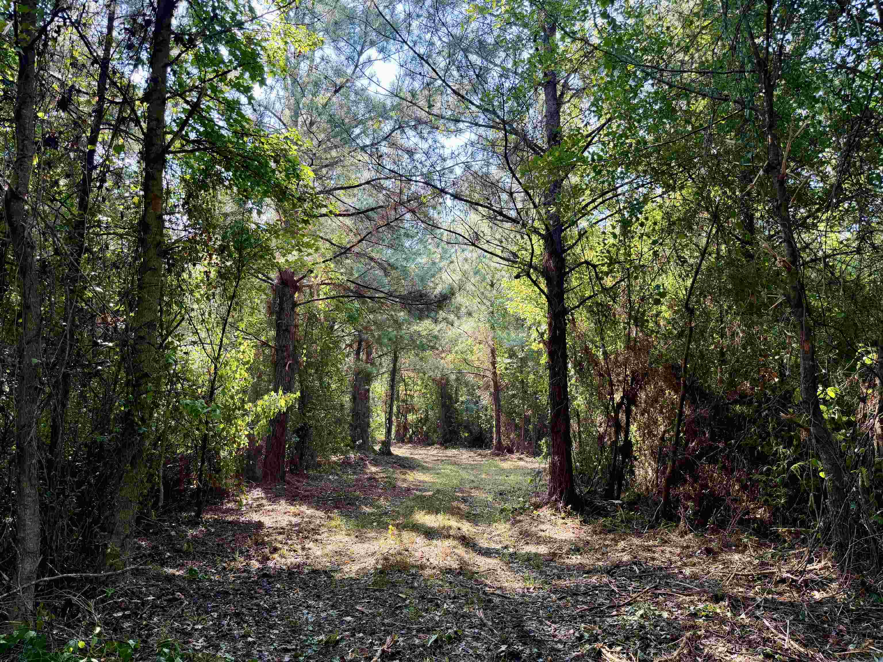 101.49-acres - Epps Road New Zion, SC 29111 - Photo 7 of 24