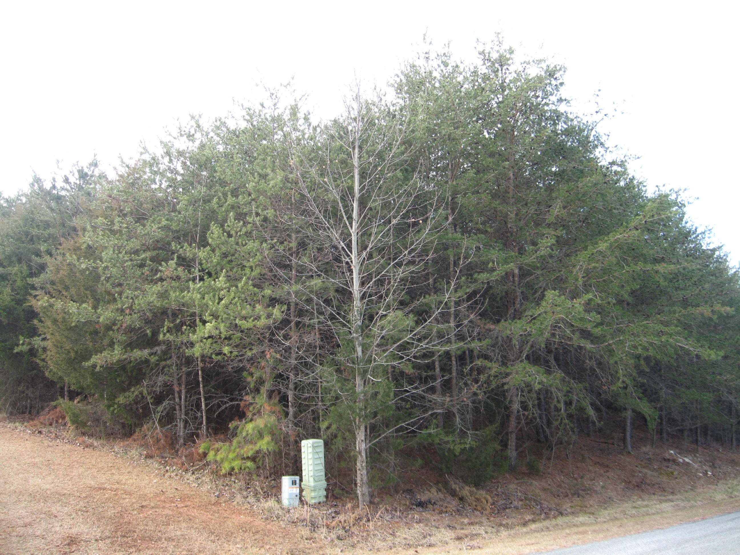 Wooded Lot