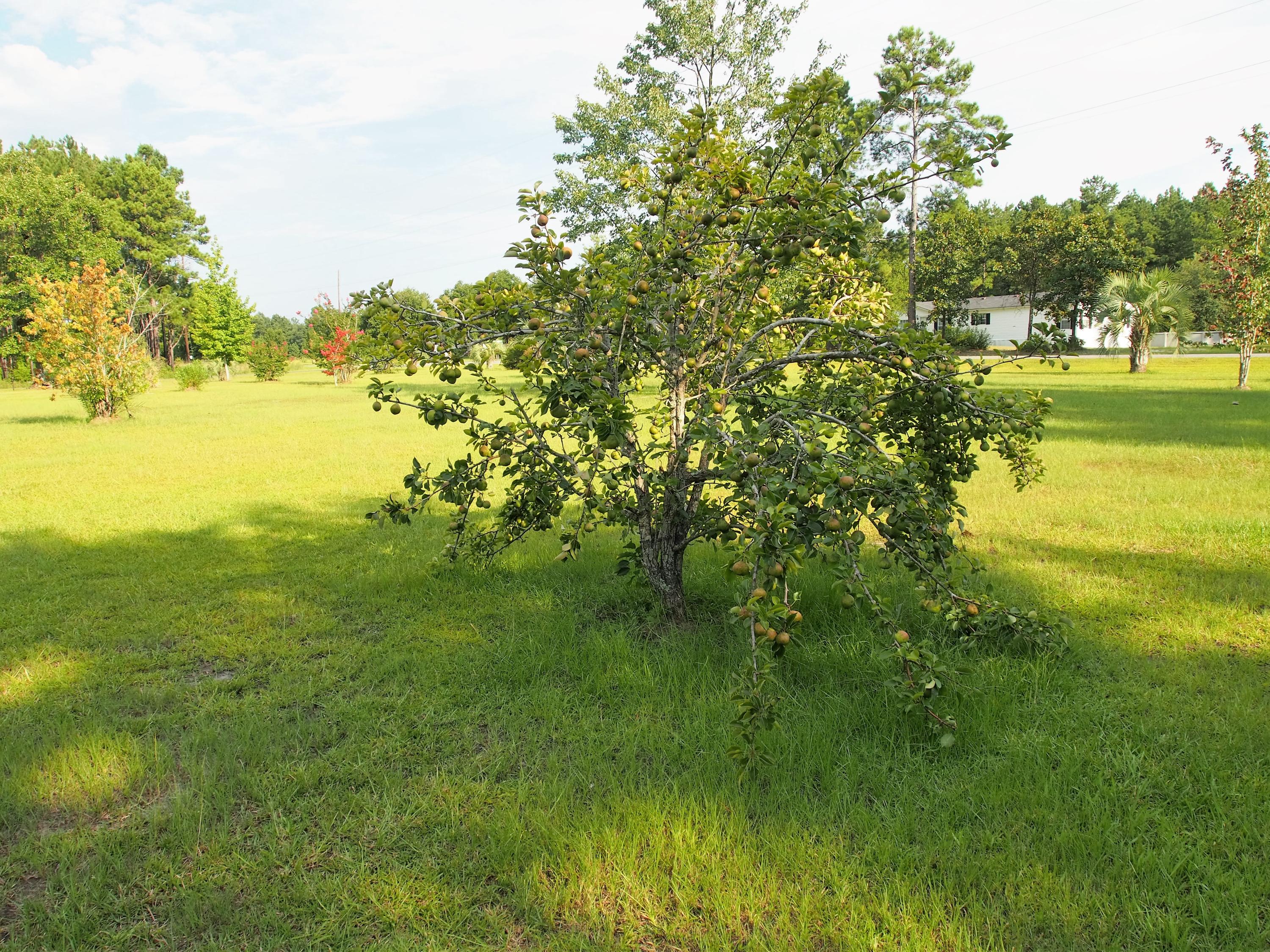 1222 Witherbee Road Moncks Corner, SC 29461 - Photo 38 of 40 yard6