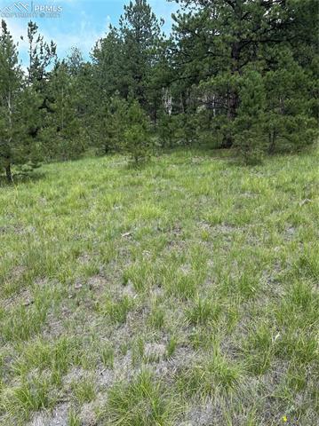 578 Tess Trace Road Guffey, CO 80820 - Photo 4 of 10