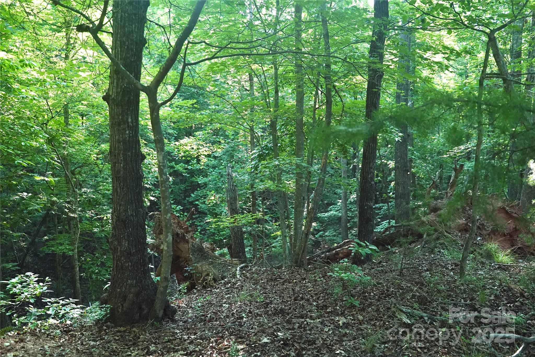 0 Parkway North None Mill Spring, Unit 13 Mill Spring, NC 28756 - Photo 2 of 8 a view of a forest with trees