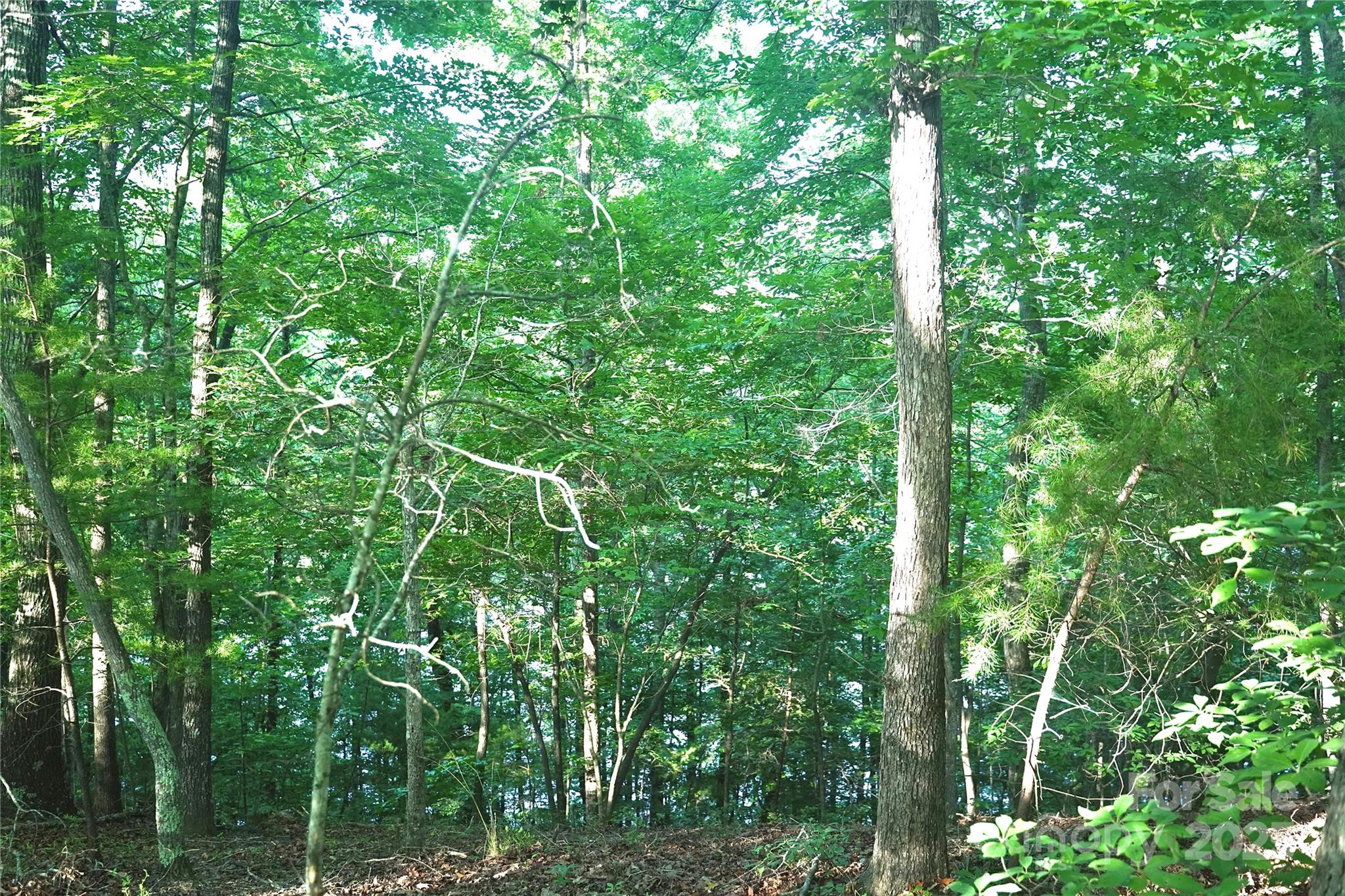 0 Parkway North None Mill Spring, Unit 13 Mill Spring, NC 28756 - Photo 3 of 8 a view of a lush green forest