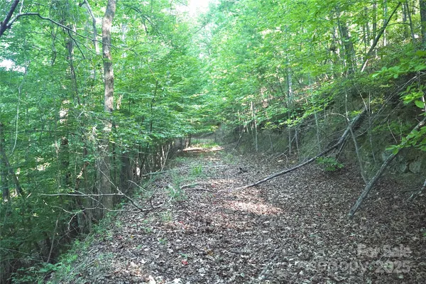 a view of a forest with trees