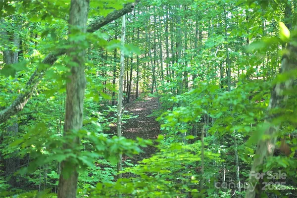 a plant view in yard