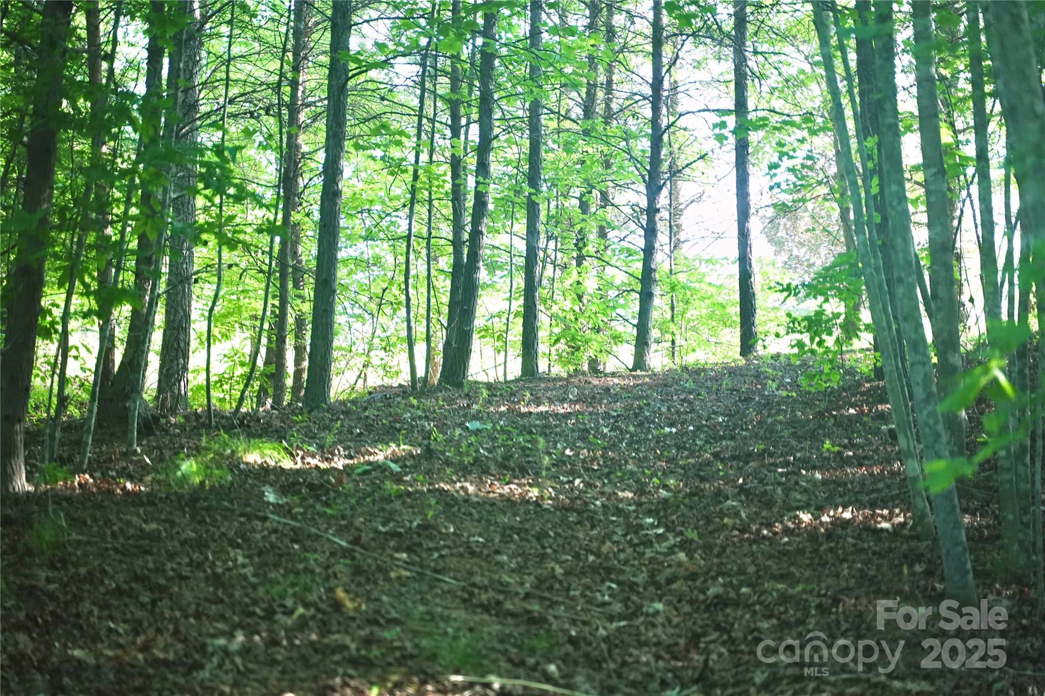 0 Parkway North None Mill Spring, Unit 13 Mill Spring, NC 28756 - Photo 6 of 8 a view of trees in a yard