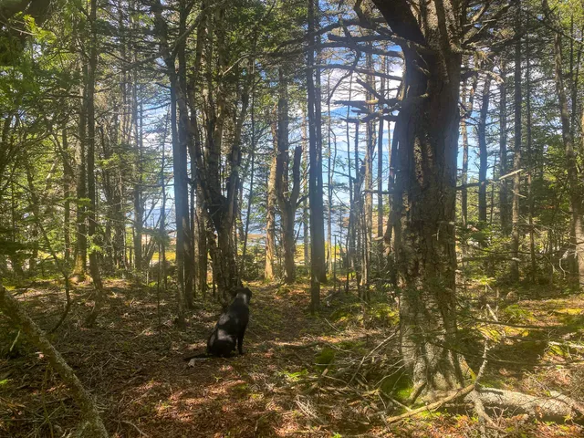 $175,000 | Lot 9-1 Black Duck Cove Road, Beals, ME 04611