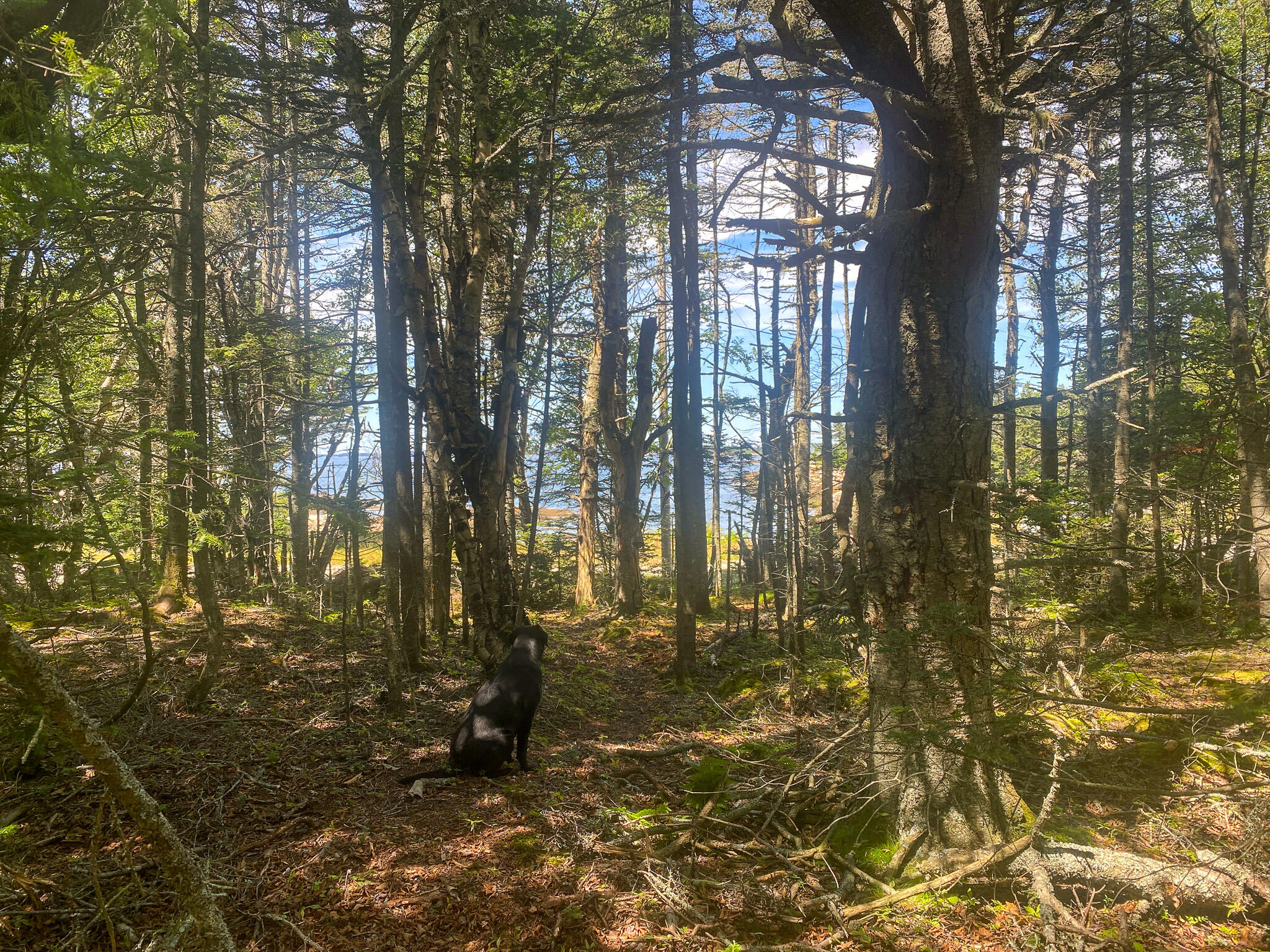 Lot 9-1 Black Duck Cove Road Beals, ME 04611 - Photo 16 of 16 16