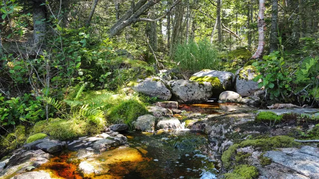 $175,000 | Lot 9-1 Black Duck Cove Road, Beals, ME 04611