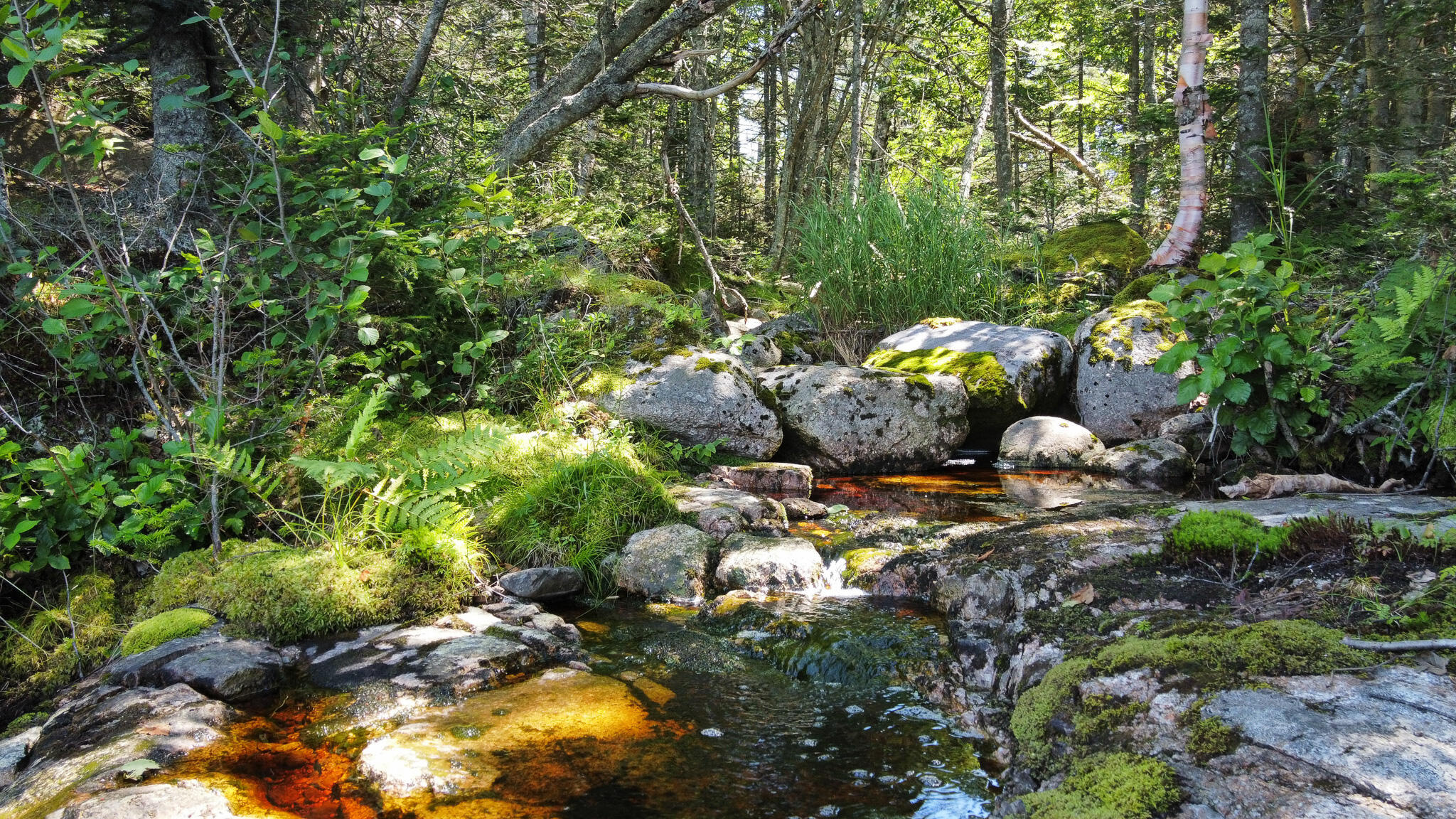 Lot 9-1 Black Duck Cove Road Beals, ME 04611 - Photo 9 of 16 9