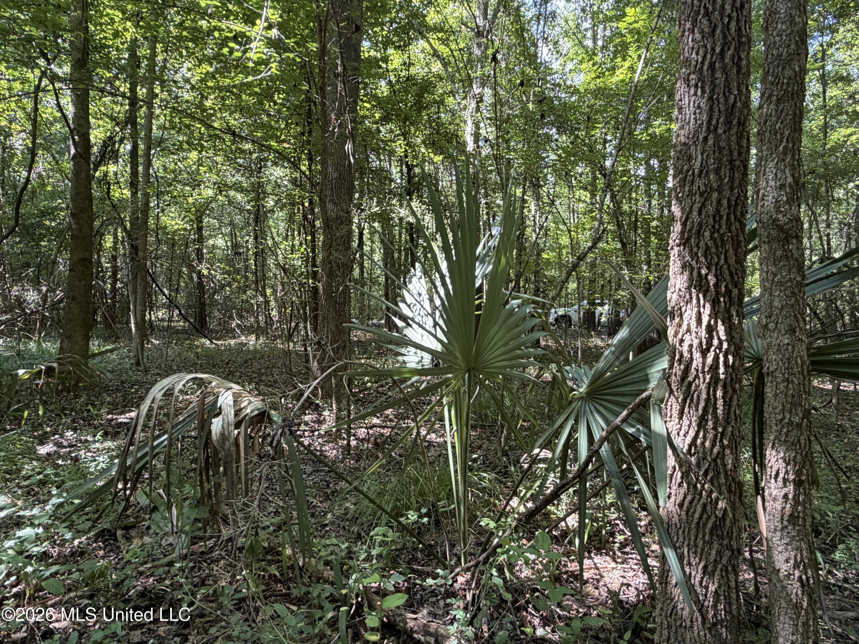 Church Road Goodman, MS 39079 - Photo 3 of 6 IMG_2821