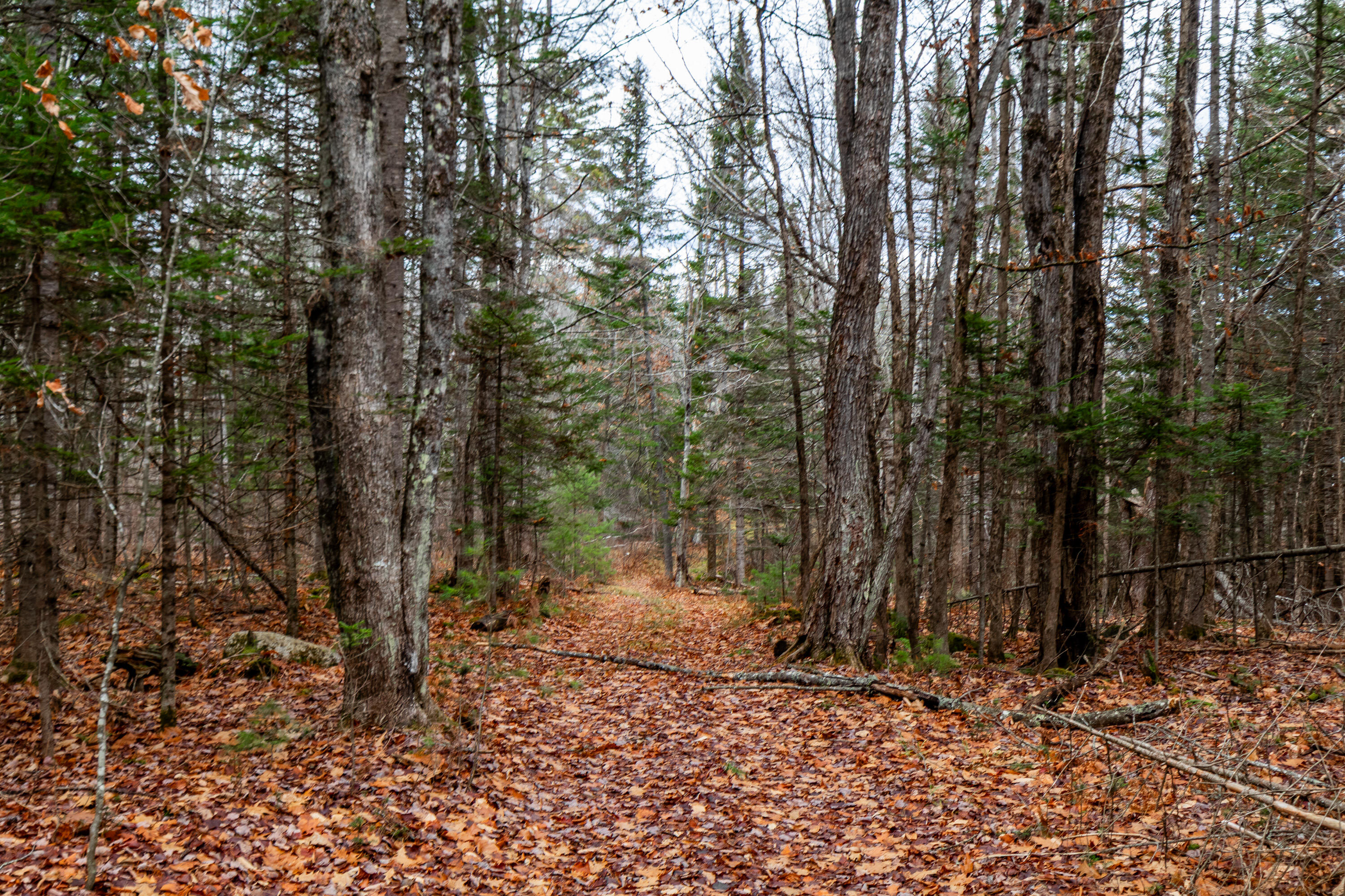 41 South Merrill Road Harmony, ME 04942 - Photo 74 of 113 20251114-81120