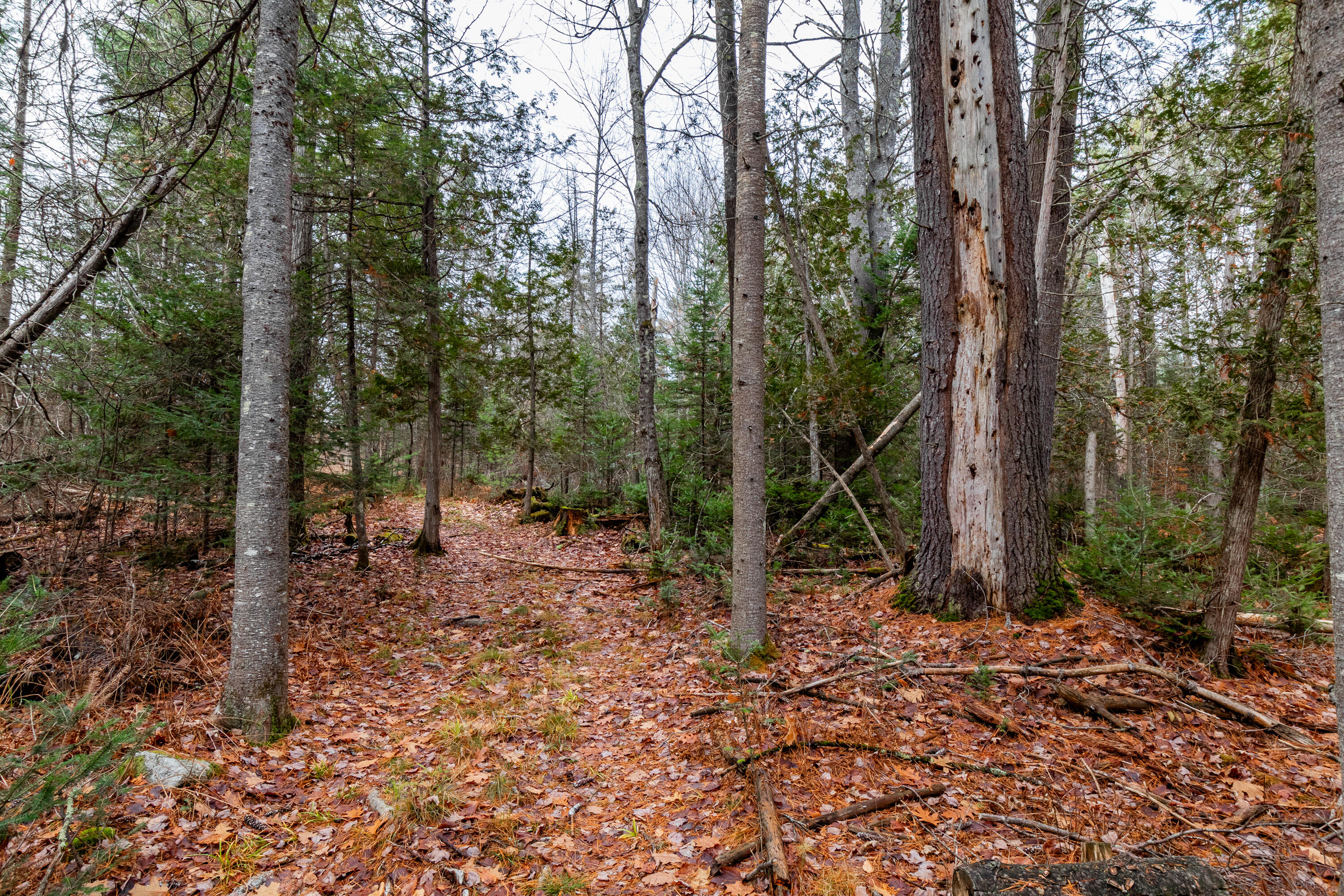 41 South Merrill Road Harmony, ME 04942 - Photo 87 of 113 20251114-81137