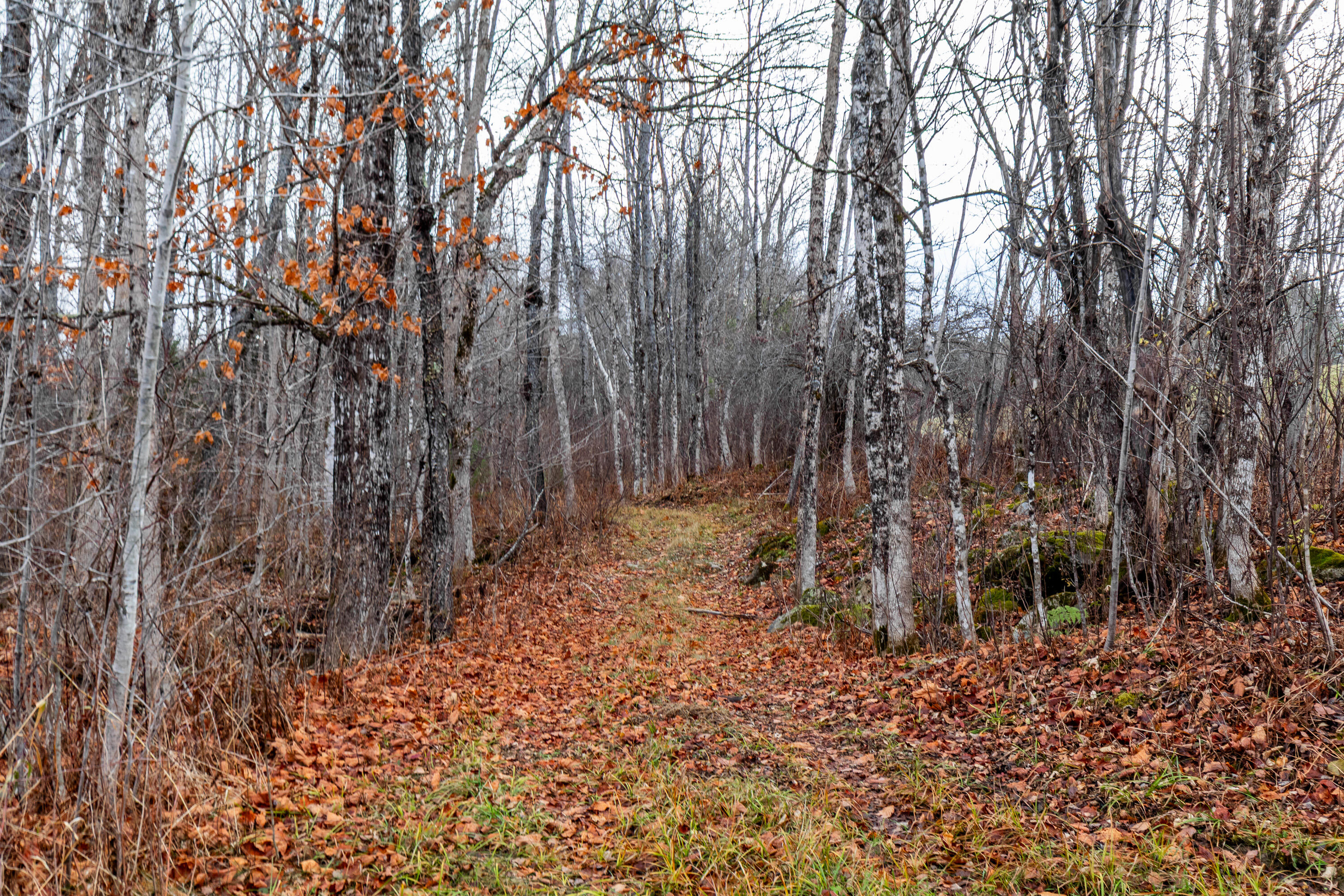 41 South Merrill Road Harmony, ME 04942 - Photo 93 of 113 20251114-81143