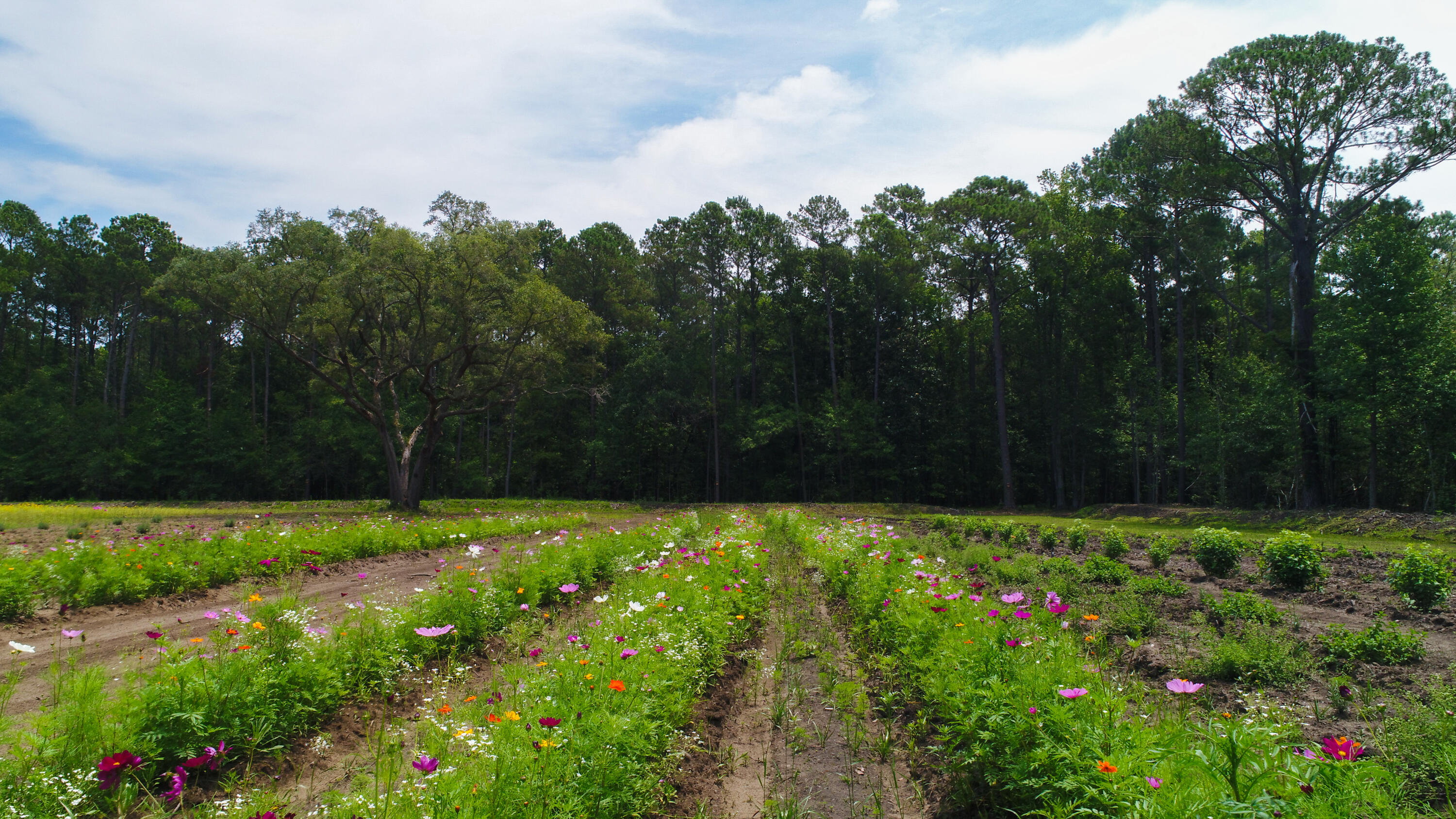 4160 River Road Johns Island, SC 29455 - Photo 16 of 37 5017-1237