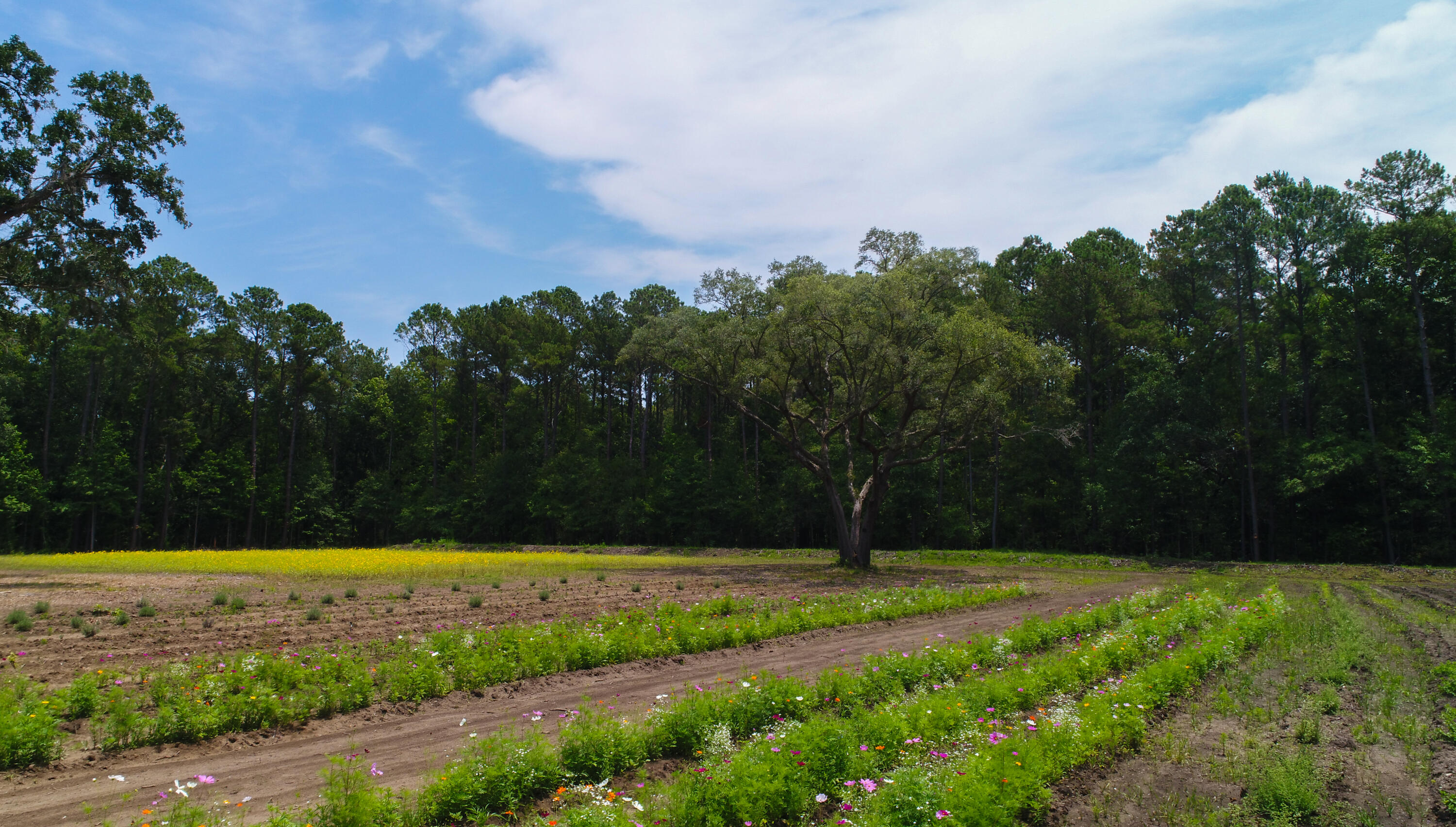 4160 River Road Johns Island, SC 29455 - Photo 17 of 37 5017-1235