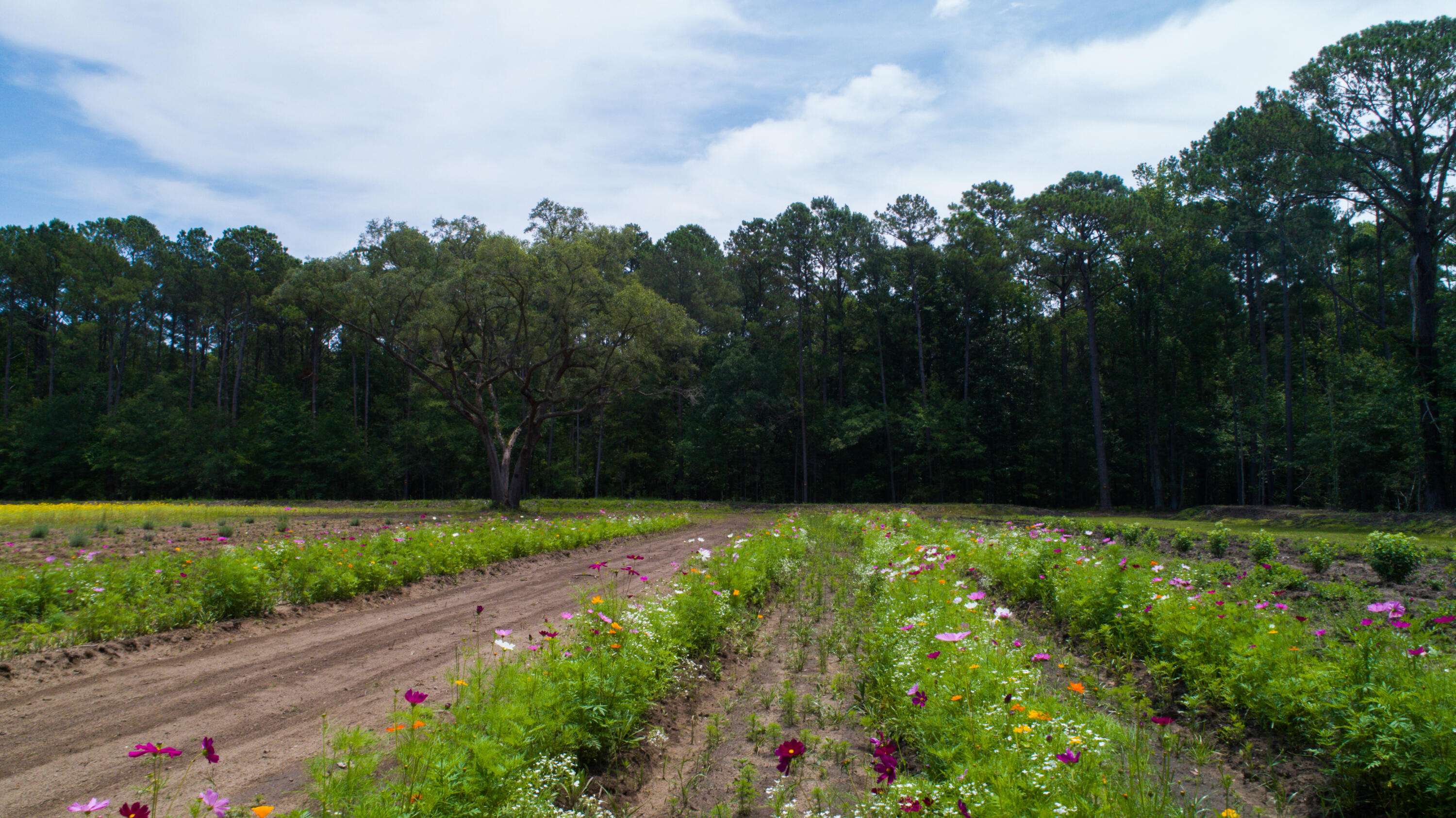 4160 River Road Johns Island, SC 29455 - Photo 18 of 37 5017-1236