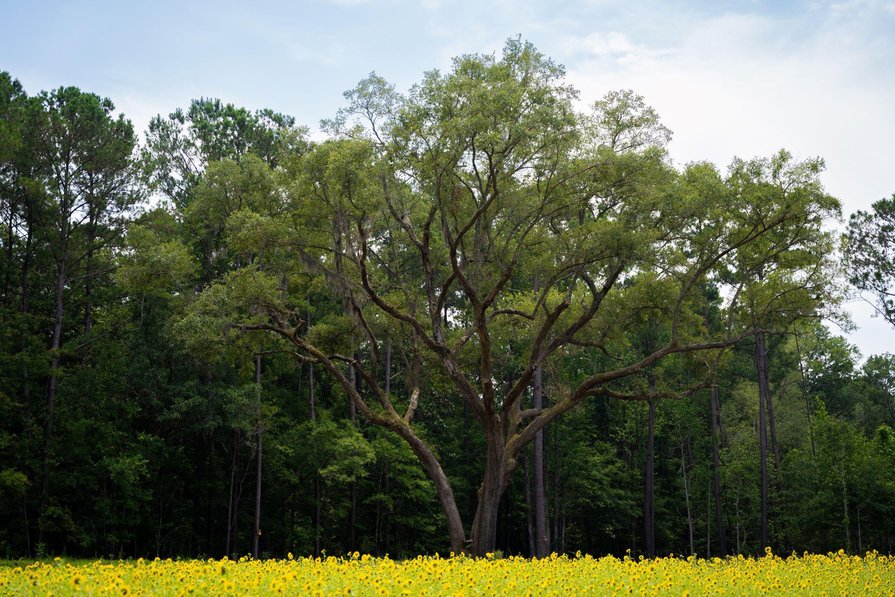 4160 River Road Johns Island, SC 29455 - Photo 19 of 37 5017-1262-2