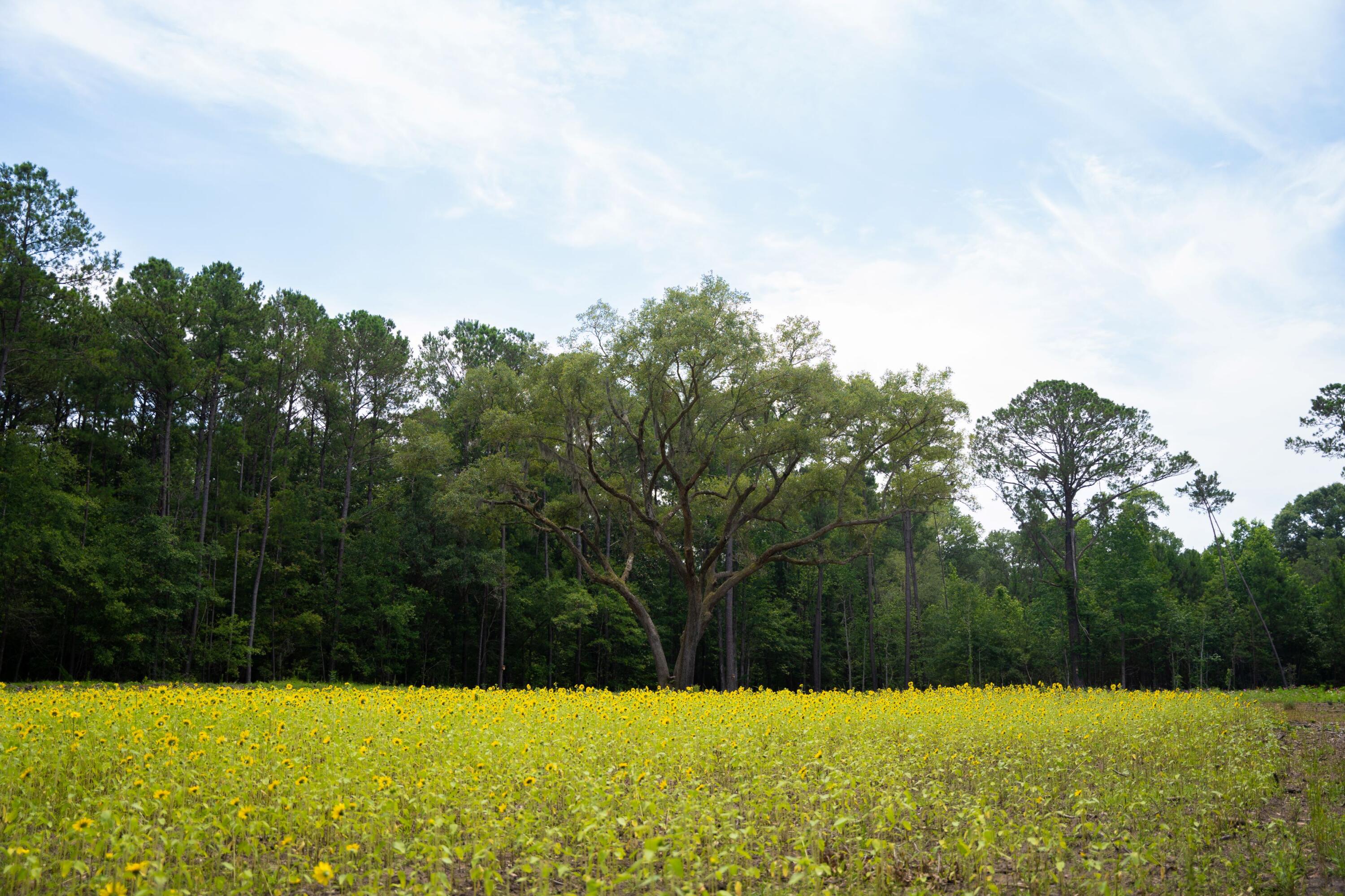 4160 River Road Johns Island, SC 29455 - Photo 20 of 37 5017-1261-2