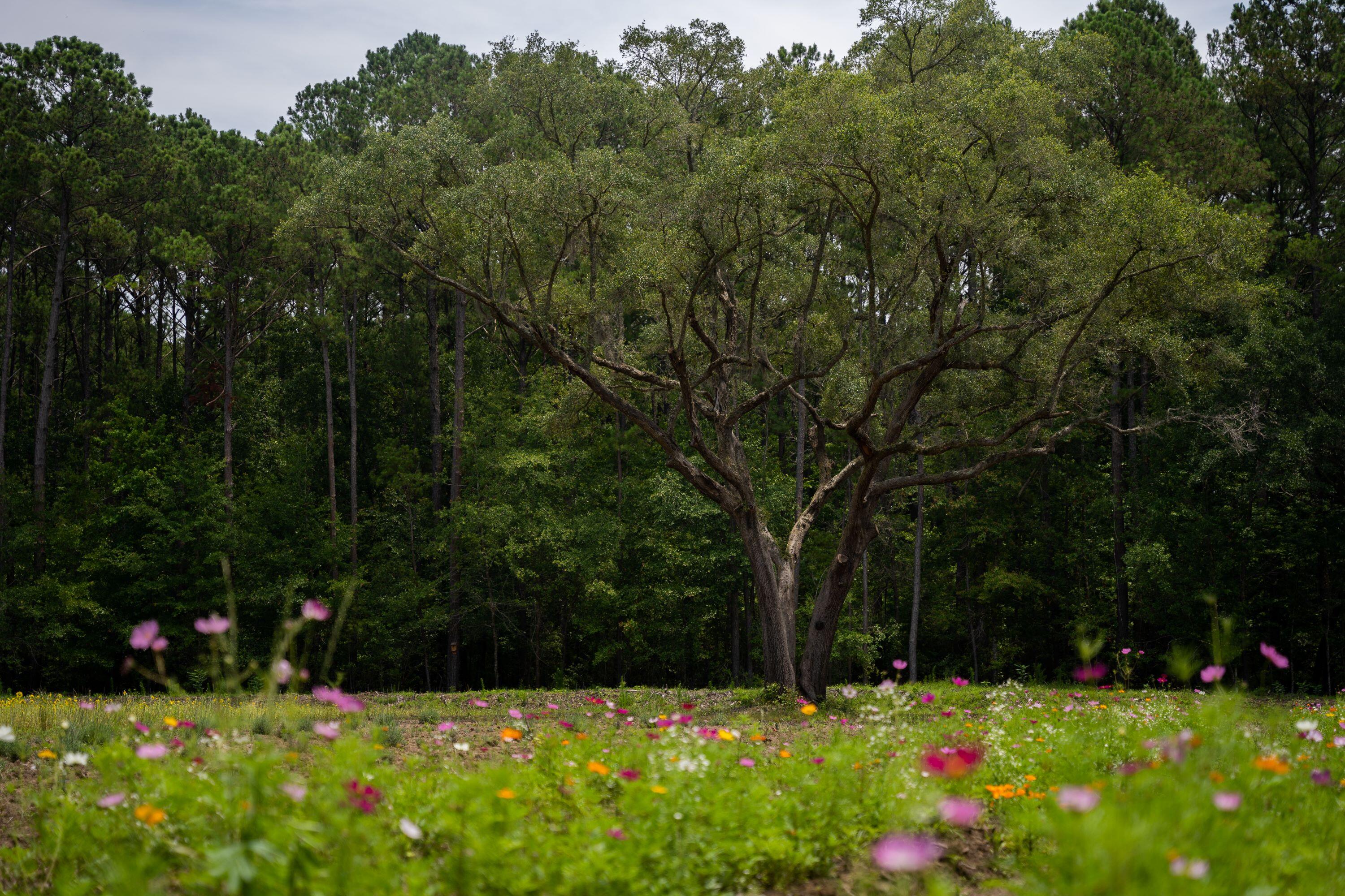 4160 River Road Johns Island, SC 29455 - Photo 21 of 37 5017-1263-2