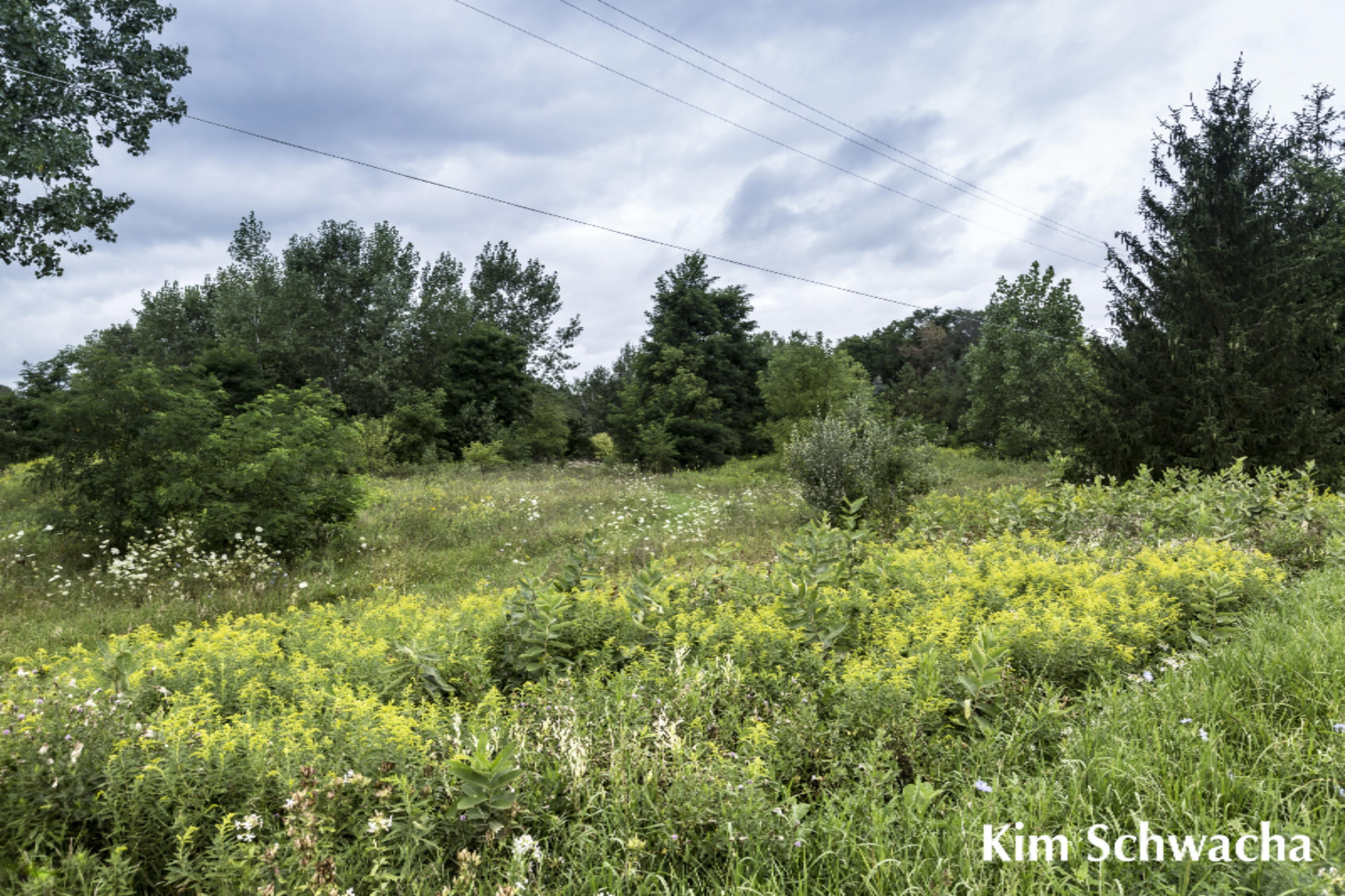 3476 Whites Bridge Road Lowell, MI 49331 - Photo 29 of 31 Kim Schwacha-Whites Bridge Road-29