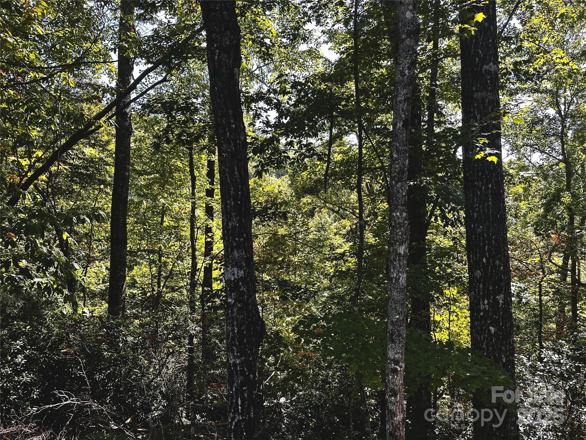 302 Ridge Road Lake Lure, NC 28746 - Photo 2 of 14 Gallery Image 2